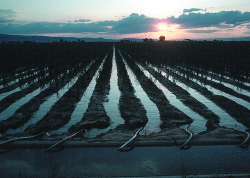 Furrow irrigation using siphon tubes from a lateral waterway