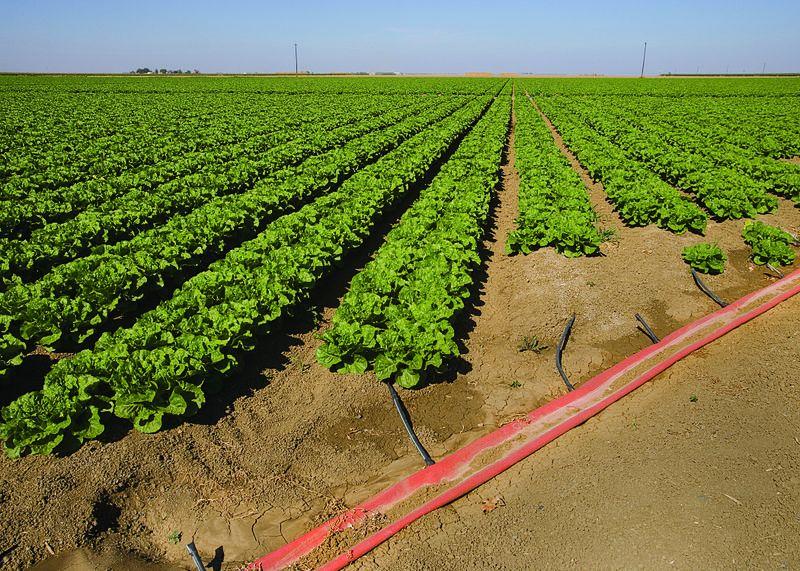 Sub-surface irrigation