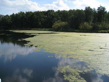 An algae mat on a eutrophied lake in Schleswig-Holstein (Germany)
