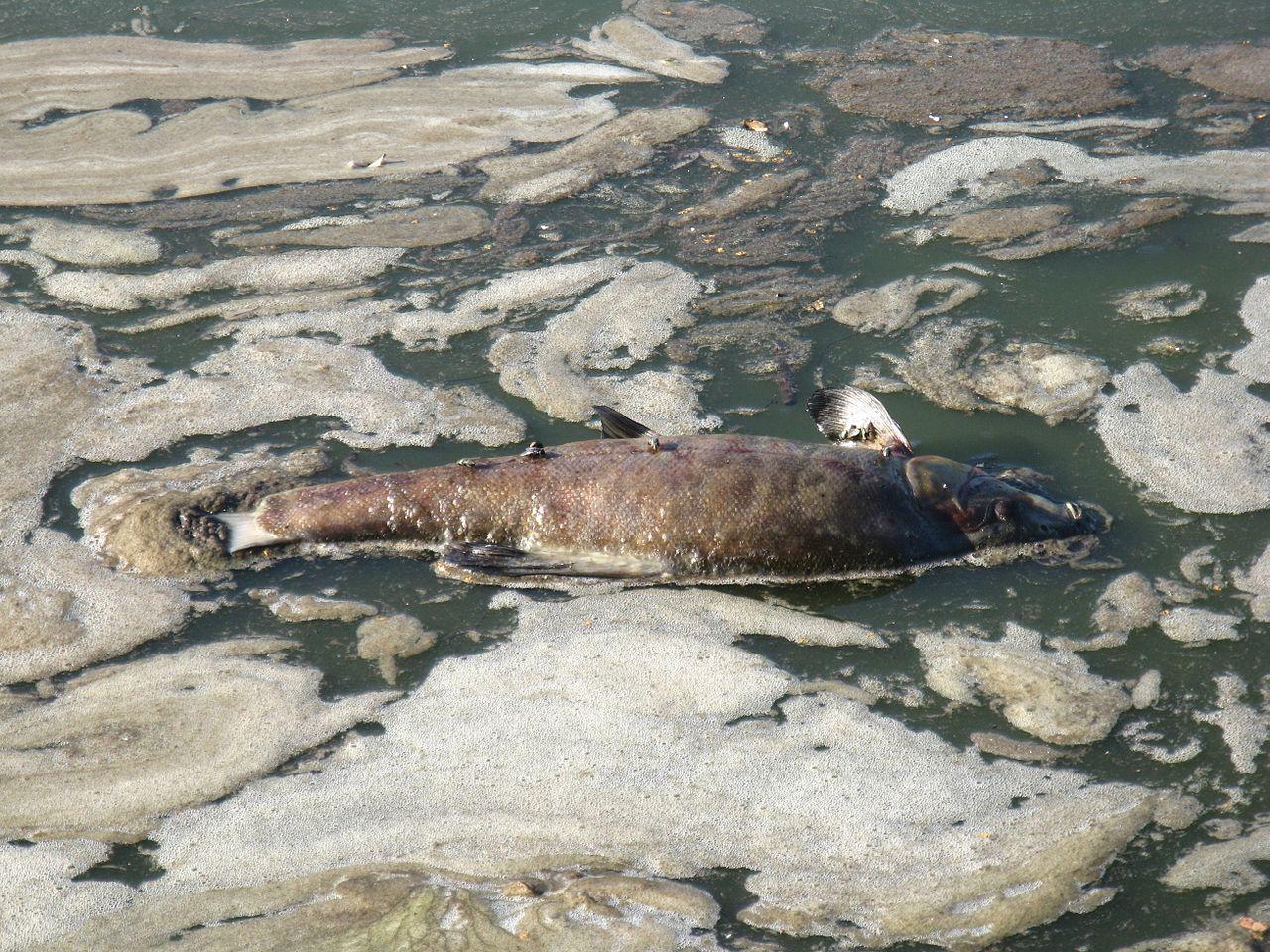 Dead fish in polluted lake
