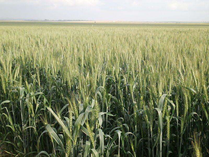 Irrigation of grain treated wastewater in south israel