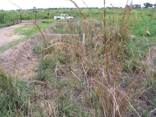 Sludge treatment facility for pit latrine and septic tank sludge