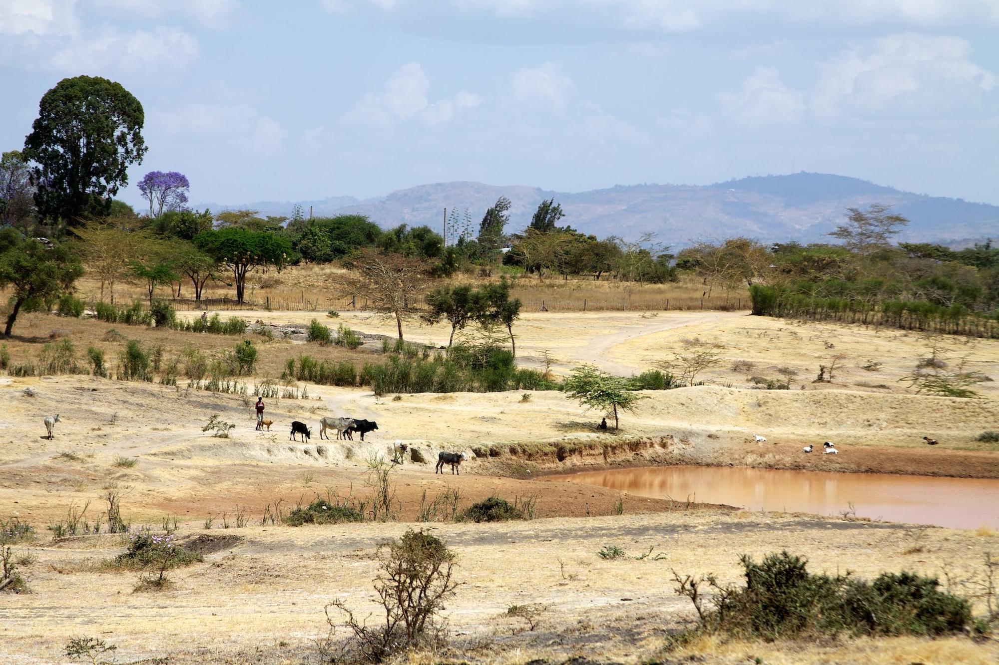 A local farmer takes his cattle down to the pond