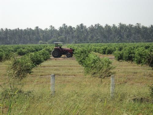 Cultivated strips in Mexico