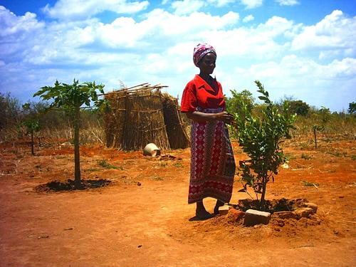 Fruits planted on Arborloo pits