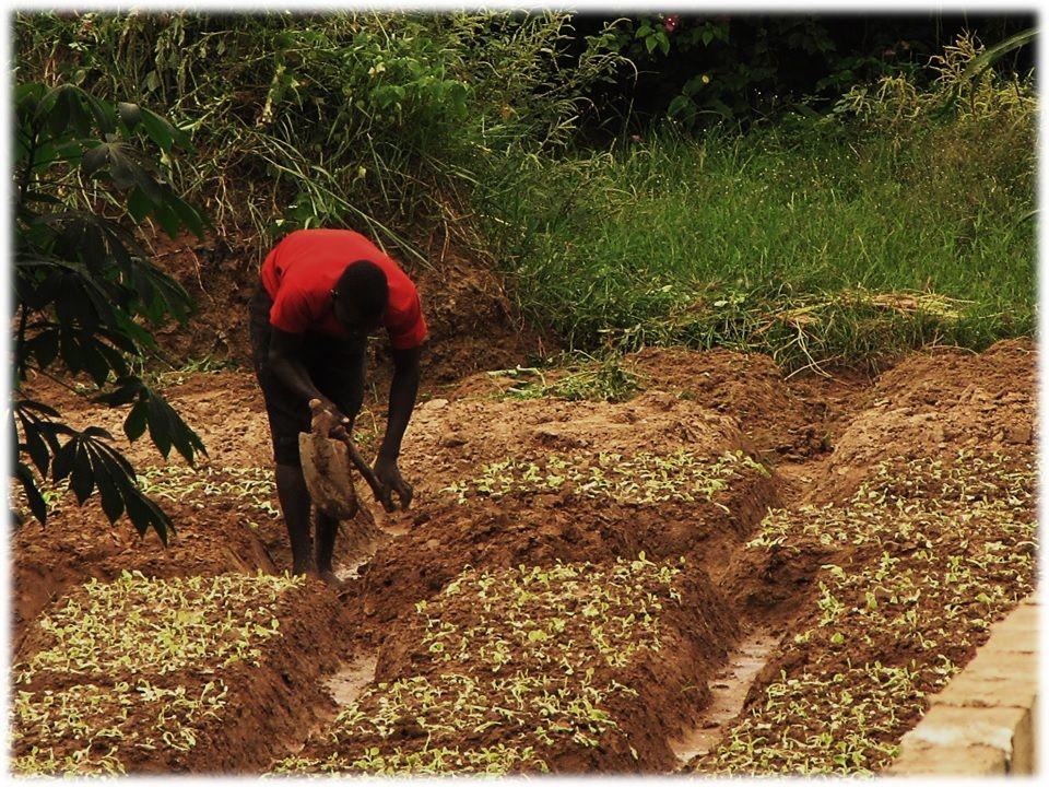 Tied earth ridges in West Africa