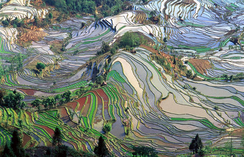 Terrace rice fields in Yunnan Province, China