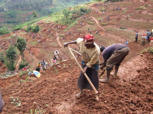 Women and men in northern Rwanda work on a public works site, building terraces to prevent soil erosion