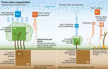 Forest carbon sequestration