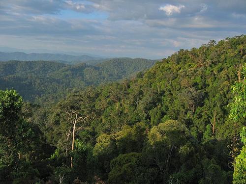Forest of Taman Negara National Park