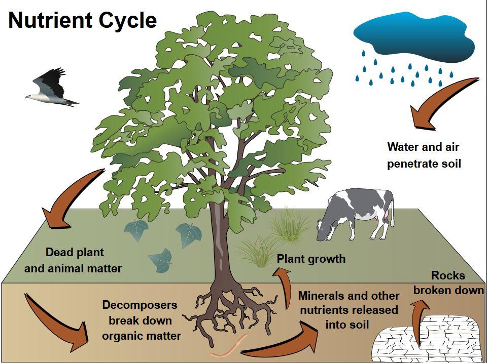 Nutrient cycle