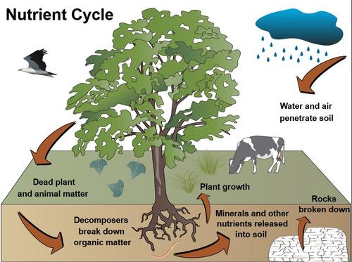 Nutrient cycle