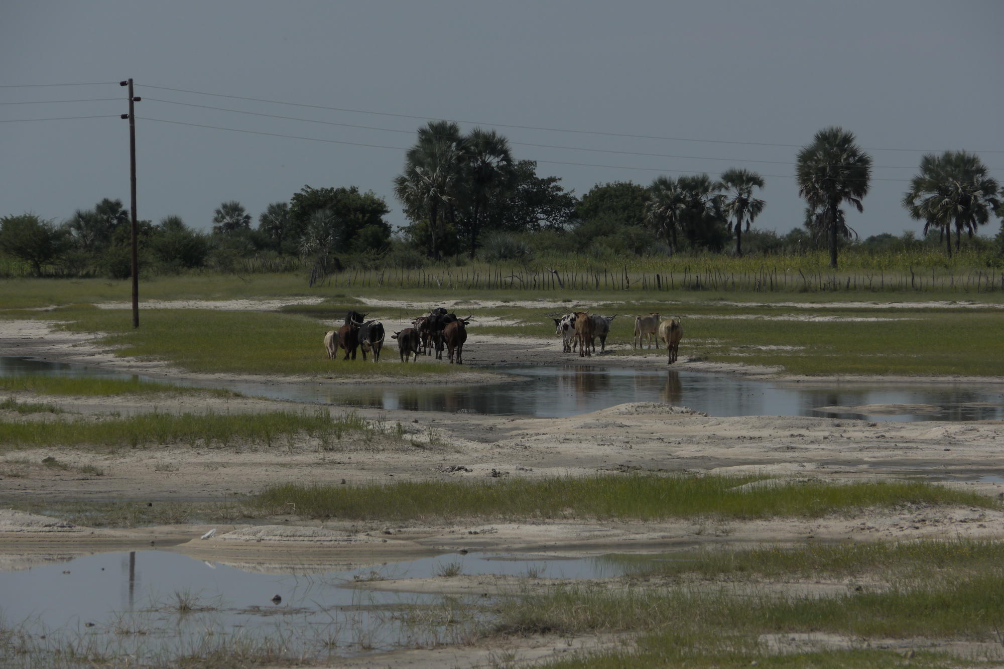 Livestock farming