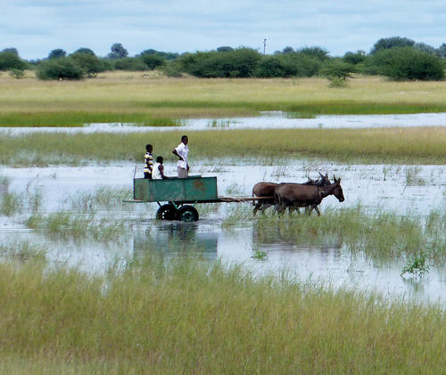 Flooded Oshana in Northern Namibia