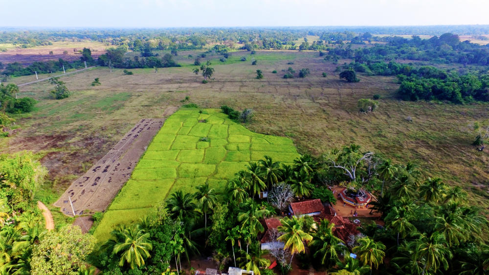 Paddy field in Manewa village