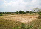 Paddy field with buffer zones of vegetation