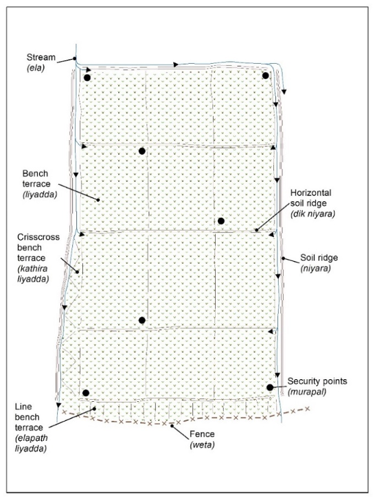 Indigenous soil management in paddy fields: schematic drawing showing the indigenous soil conservation mechanisms within a Dry Zone irrigated paddy field (adapted from a sketch drawn by a farmer named Gamini Rajakaruna in Manewa)
