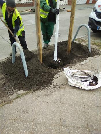 Neue Straßenbäume in Pflanzenkohlesubstrat