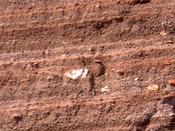 Surge-?Ablagerungen mit Bimsfragmenten (Wehrer Phonolithtuff?), Herchenberg