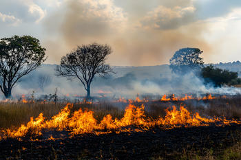 Controlled Burn in South African Savannah