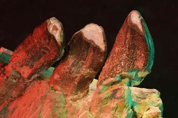 Photo of teeth in a jaw section of Giraffatitan from Tanzania (Museum für Naturkunde Berlin, MB.R.2180.20.5). The light-coloured area is the dentin, which has been exposed by tooth wear. 