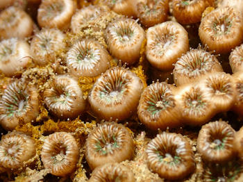 Cladocora caespitosa: a temperate coral growing in a climate change hotspot