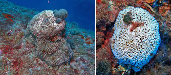 Colonies of Cladocora caespitosa growing in the Montgrí Natural Parc (Catalonia, Spain). The picture on the left shows a colony with partial mortality, while picture on the right shows a colony that completely died very recently