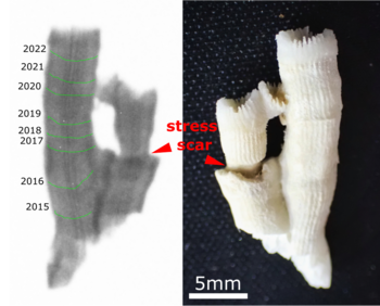 X-ray of a Cladocora caespitosa fragment showing a mark of stress estimated to have happened during the summer of 2017.