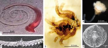 Examples of the Hemichordata (Fig. 1 in volume). 