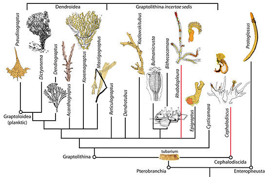 Die Hauptgruppen der Graptolithen in einer kladistischen Interpretation.