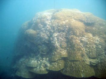 Massive Koralle der Gattung Porites welche besonders gut geeignet ist als Klimaarchive der Tropischen Ozeane. Foto: Jens Zinke