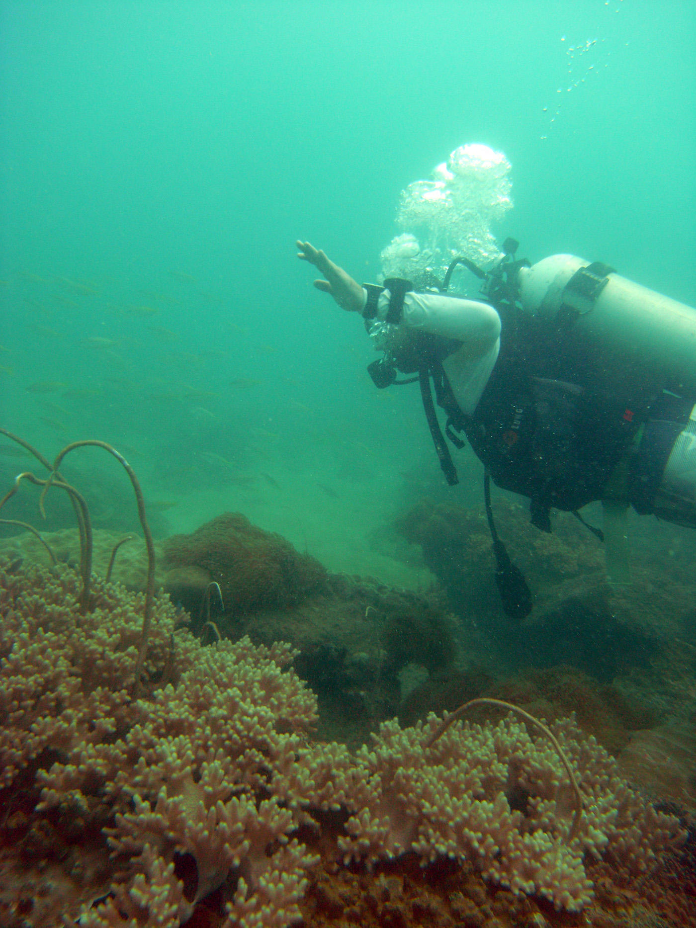 Inshore Reefs Eve's Garden (© Curtin University)