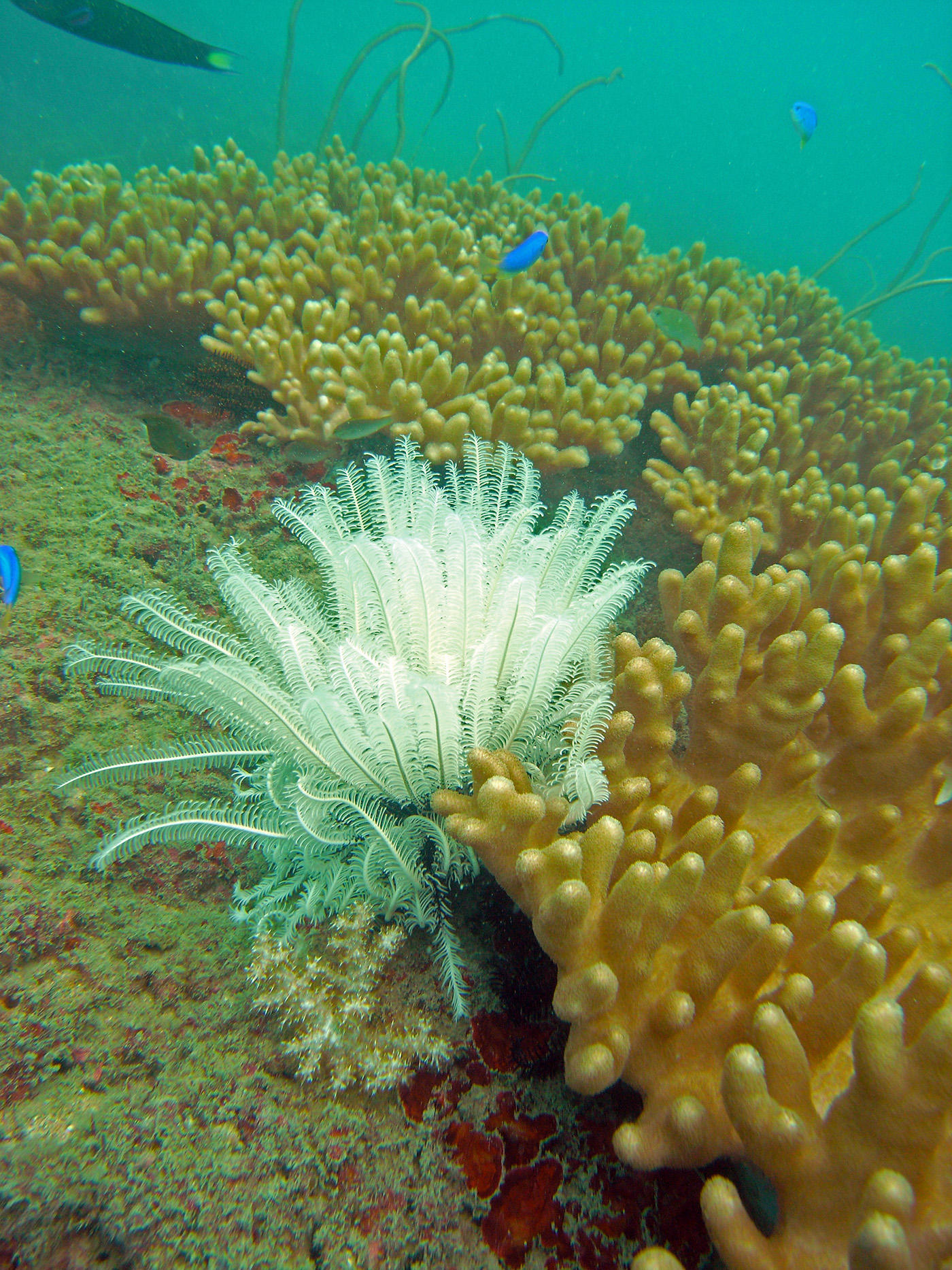 Inshore Reefs Eve's Garden (© Curtin University)