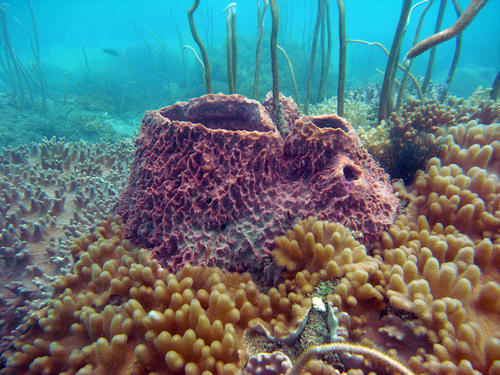 Inshore Reefs Eve's Garden (© Curtin University)
