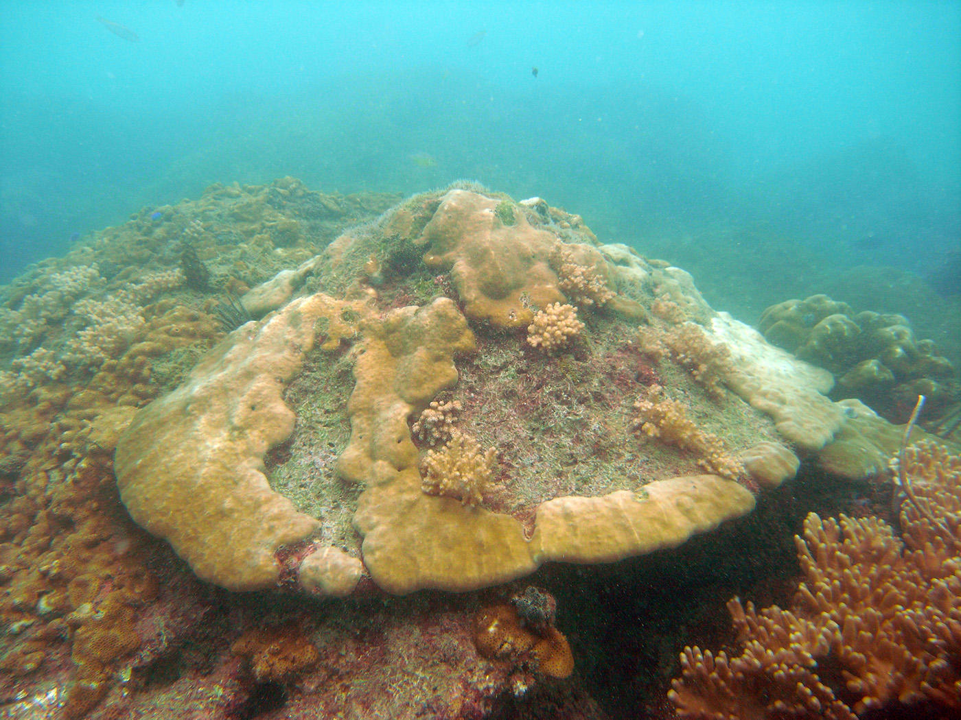 Inshore Reefs Eve's Garden (© Curtin University)