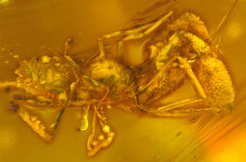 Mesodibunus tourinhoae