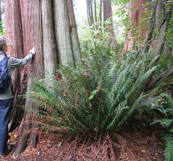 Photo (P. Tarasov): Urwald auf der Vancouver Island, Kanada 