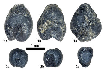 Verkohlte, über 4000 Jahre alte Körner der (1) Rispenhirse (Panicum miliaceum) und (2) Kolbenhirse (Setaria italica) aus Ostchina. Ventrale (a), dorsale (b) und laterale (c) Ansicht.