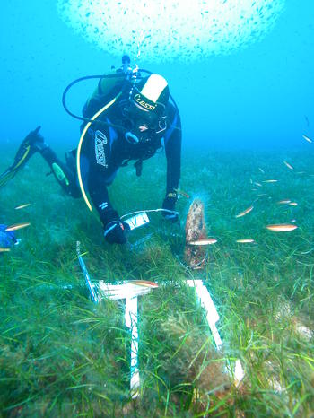 Measuring Pinna nobilis shell length in the Columbretes Islands. (Photo by D. Kersting)