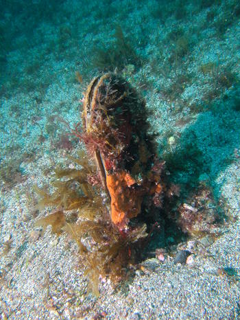 Hard Times For The Mediterranean Fan Mussel Pinna Nobilis Palaontologie Fachbereich Geowissenschaften