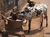Indien_128