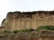 Nester von Uferschwalben an der Steilwand