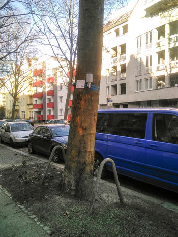 Forststr. Baum No1