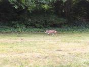 Auch der Fuchs war zu Besuch